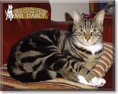 Mr. Darcy, the Cat of the Day