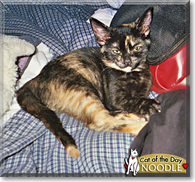 Noodle, the Cat of the Day