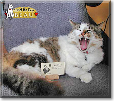 Beau, the Cat of the Day