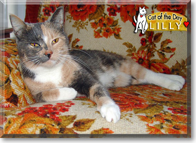 Lilly, the Cat of the Day