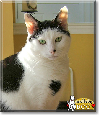 Boo, the Cat of the Day