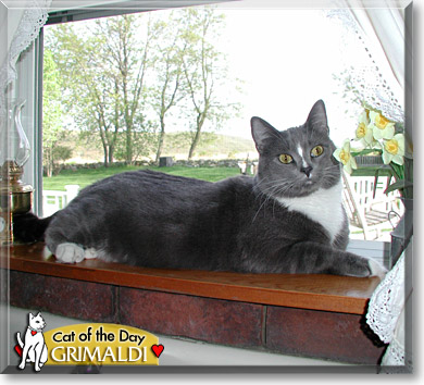 Grimaldi, the Cat of the Day