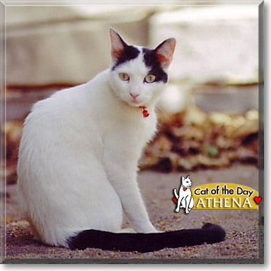 Athena, the Cat of the Day