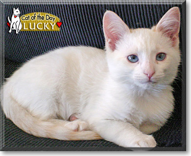 Lucky, the Cat of the Day