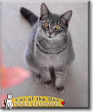 Prince Charming, the Cat of the Day