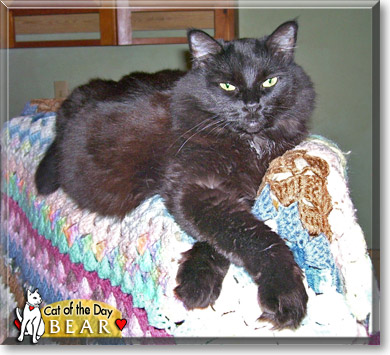 Bear, the Cat of the Day