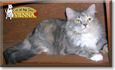 Vienna, the Cat of the Day