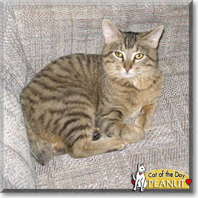 Peanut, the Cat of the Day