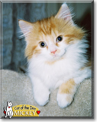 Mickey, the Cat of the Day