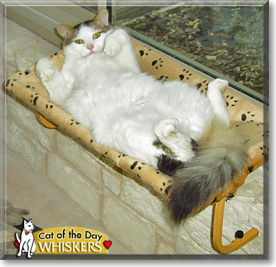 Whiskers, the Cat of the Day