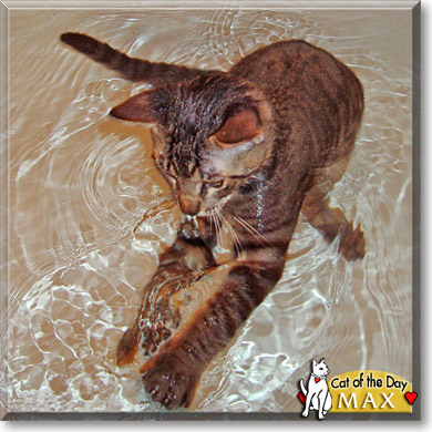 Max, the Cat of the Day
