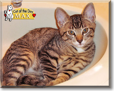 Max, the Cat of the Day