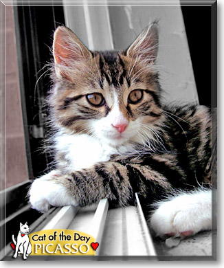 Picasso, the Cat of the Day