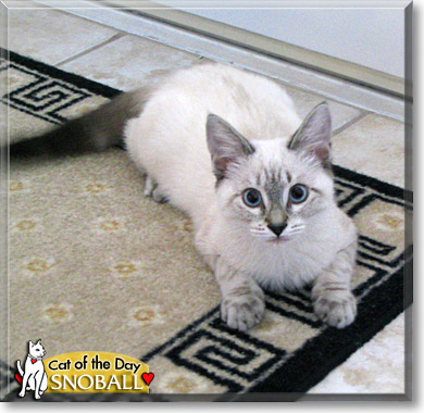SnoBall, the Cat of the Day
