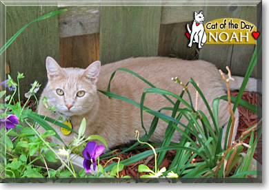Noah, the Cat of the Day