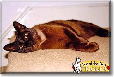 Trigger, the Cat of the Day
