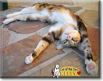 Kelly, the Cat of the Day