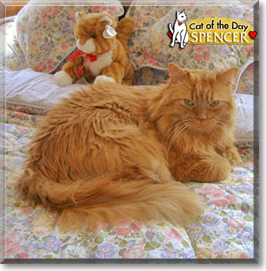 Spencer, the Cat of the Day