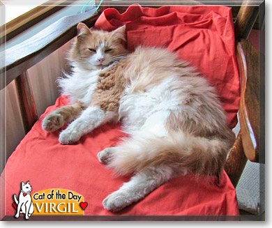Virgil, the Cat of the Day