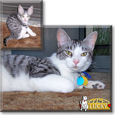Lucky, the Cat of the Day