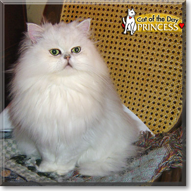 Princess, the Cat of the Day