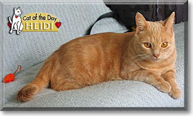 Heidi, the Cat of the Day