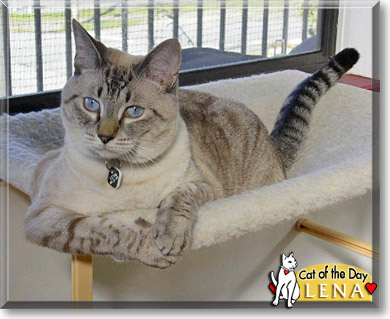 Lena, the Cat of the Day