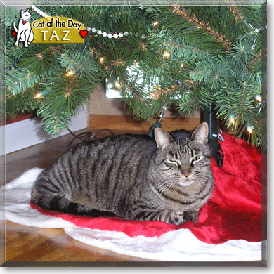 Taz, the Cat of the Day