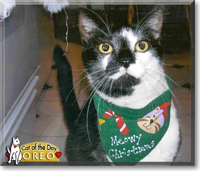 Oreo, the Cat of the Day