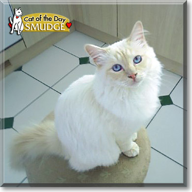 Smudge, the Cat of the Day