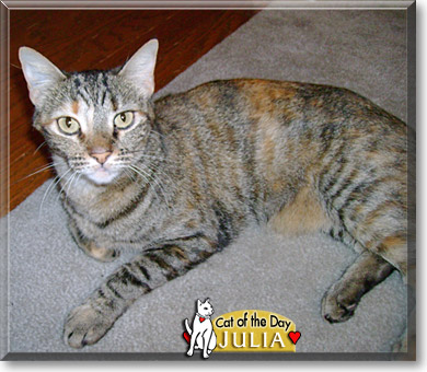 Julia, the Cat of the Day