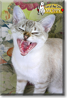 Moppy, the Cat of the Day