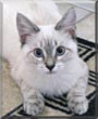 SnoBall
