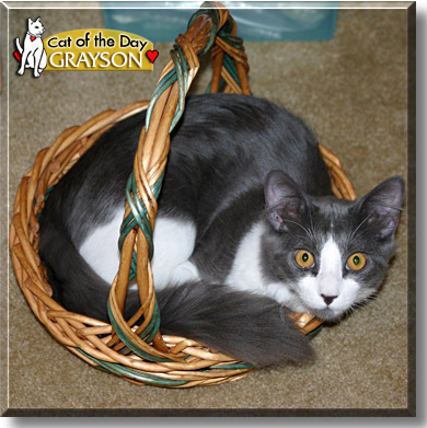 Grayson, the Cat of the Day