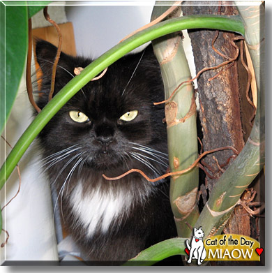 Miaow, the Cat of the Day