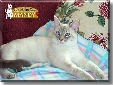 Mandy, the Cat of the Day