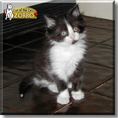 Zorro, the Cat of the Day