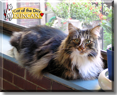 Duncan, the Cat of the Day