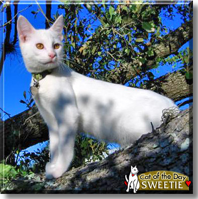 Sweetie, the Cat of the Day