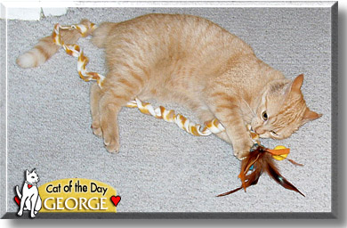 George, the Cat of the Day