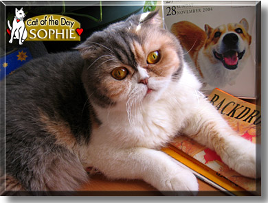 Sophie, the Cat of the Day