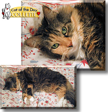 Collette, the Cat of the Day