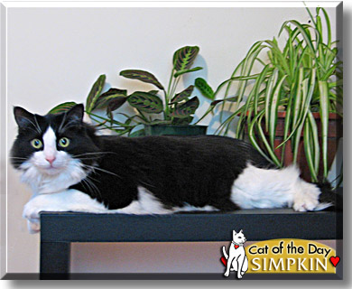 Simpkin, the Cat of the Day