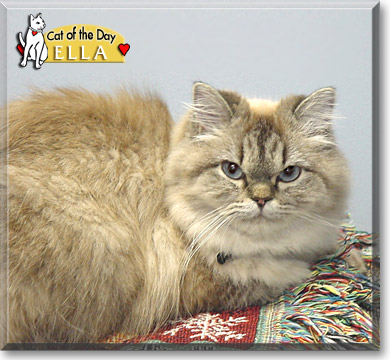 Ella, the Cat of the Day