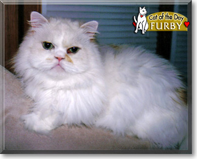 Furby, the Cat of the Day