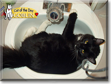 Goblin, the Cat of the Day