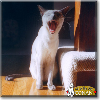 Conan, the Cat of the Day