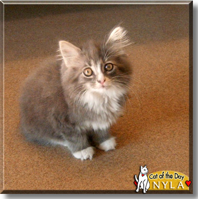 Nyla, the Cat of the Day