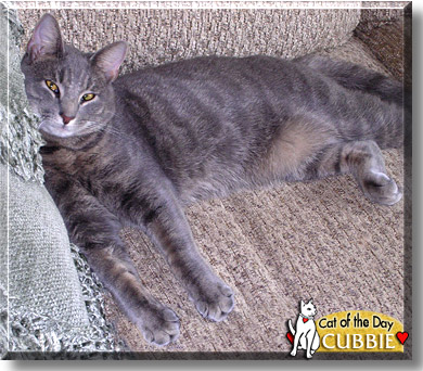 Cubbie, the Cat of the Day