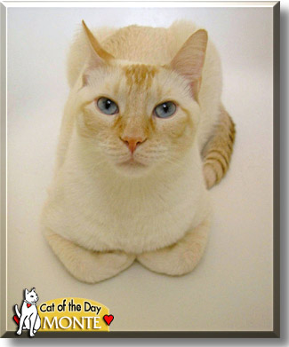 Monte, the Cat of the Day